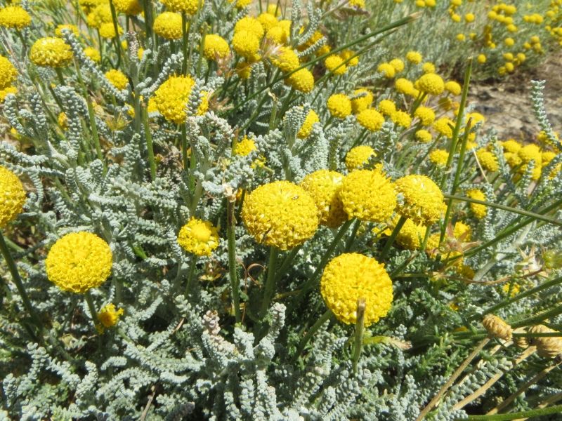 Santolina insularis / Crespolina maggiore